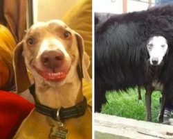 17 Pics To Show That Dogs Are Truly One Of A Kind