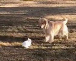 Bunny Rabbit And Golden Retriever Have Hilarious Playtime Together