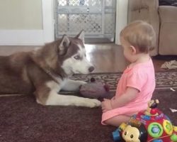 Siberian Husky Lovingly Kisses Baby After She Gives Him Toy