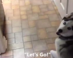 Dog knows immediately that something is different in the house