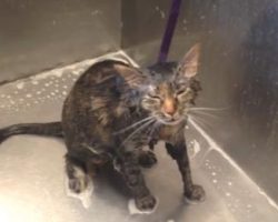 Cat Says ‘No More’ While Getting A Bath