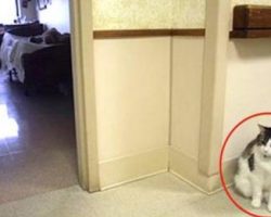 Nursing Home Adopts Stray Cat After They See What He’s Able To Do