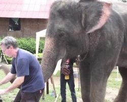 Elephant Spontaneously Plays Piano Duet With Man