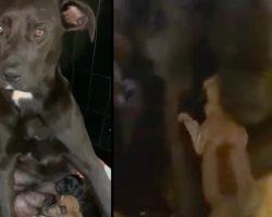 Dog Was Shot Right After Giving Birth And Stayed Over Her Pups To Protect Them