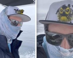 Lost Warbler Hitches A Ride Back To Shore With Couple On Boat