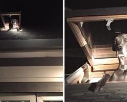 Deputies Can’t Stop Laughing When They Find ‘Prowler’ Trying To Escape Through Skylight