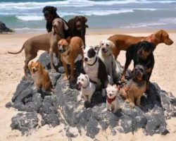 This Video of Dogs and a Cat on a Beach is the Best Version of Pharrell Williams ‘Happy’
