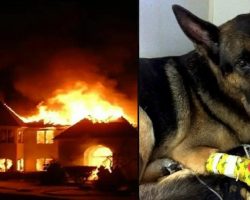 Retired K9 shows everyone he’s still a hero saving lives of 2 toddlers in burning home