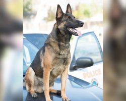 K-9 police dog found dead after being left in hot vehicle