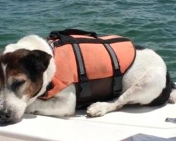 Jack Russell Terrier Lost At Sea Miraculously Found Alive