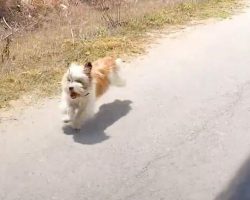 They Were Driving In The Middle Of Nowhere When A Dog Chased Down The Car