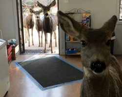 Wild Deer Wanders Into Store, Returns Later To Introduce Her Kids