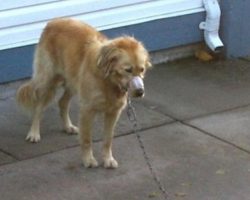 Neighbors couldn’t ignore a muzzled dog the town was doing nothing about, so they jumped the fence