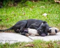 Image of street dog forces animal heroes to note much bigger problem in Houston