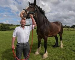 Once Neglected Shire Horse Grows To Become Britain’s Tallest Horse