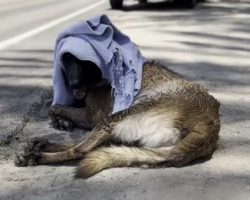 Belgian Malinois With Burnt Paws Rescued From Extreme Desert Heat