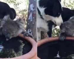 Dog And Koala Buddies Share A Drink Of Water