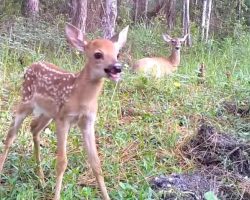 Fawn Caught On Trail Cam Doing Zoomies Like A Pup As Mom Tries Sleeping