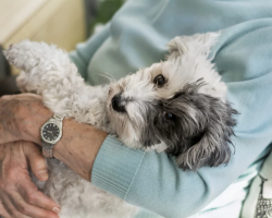 The 15 Best Dog Breeds for Seniors