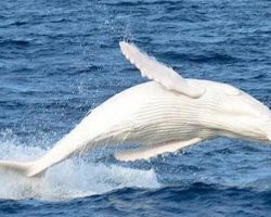Legendary all-white whale Migaloo spotted off the coast of Australia