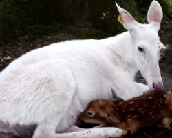White deer nurses her newborn calf, but now look who else shows up