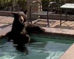 Wild bear beats the summer heat by taking a nice dip in homeowner’s pool