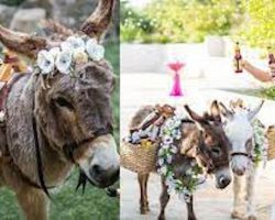 Beer burros will serve you drinks at your wedding in Texas and California