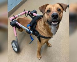 Dog paralyzed in hit-and-run wags his tail for the first time after being adopted