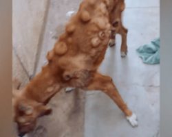 Street dog covered with tumors is close to death – then an animal lover proves that angels exist