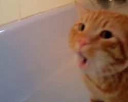 Cat Needed A Bath But His Family Never Expected His Response