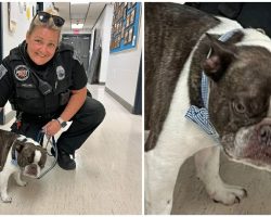 Woman couldn’t get her French bulldog on a plane — so she abandoned it at the airport, police say
