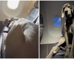 Owner pays for three plane tickets so Great Dane can fly with him: big dog delights passengers on flight
