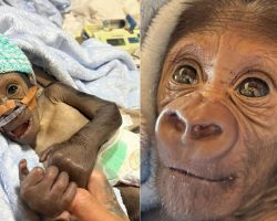 Zookeeper steps in to care for ill baby gorilla rejected by its mother