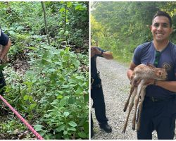 Firefighters rescue drowning baby deer from lake — thank you