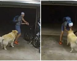 Watch: Overly-friendly golden retriever wins heart of bike thief robbing home
