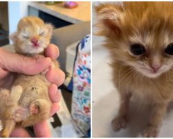 Tater Tot, rescue kitten with malformed paws who inspired internet, has died — rest in peace