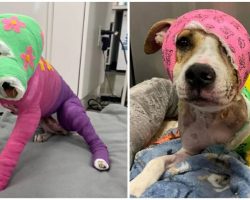 Riona was cruelly set on fire — after a year of recovery, she’s finally going to her new home