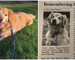 Woman’s obituary for her golden retriever best friend goes viral