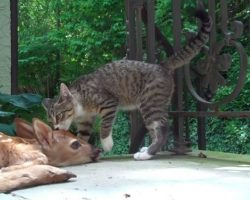 Frightened deer gets separated from his family, wanders on to property and befriends a cat