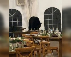“A bear ate our dessert bar”: newlyweds surprised by a very unexpected wedding crasher