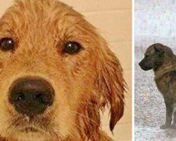 Man saves stray dog from floods: 3 days later he’s shaken by discovery in its fur