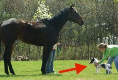 Smallest Baby Horse In The World Will Steal Your Heart
