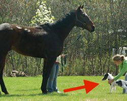 Smallest Baby Horse In The World Will Steal Your Heart