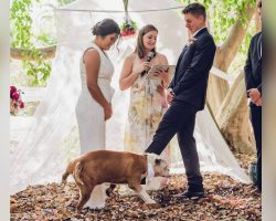 Bulldog makes the perfect best man at his owners’ wedding — until he pees on the bride
