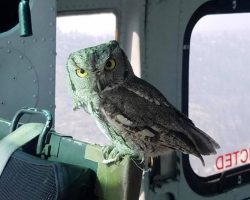 Owl flies inside helicopter to help pilot fighting wildfire