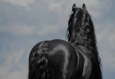 Frederik The Great Is Considered The World’s Most Beautiful Horse And It’s Not Hard To See Why