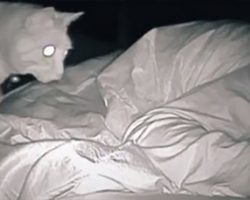Woman wonders why she’s so tired – sets up camera and is shocked by her cat’s behavior each night