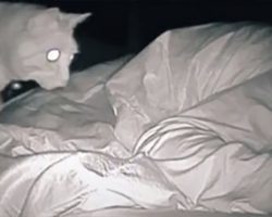 Woman wonders why she’s so tired – sets up camera and is shocked by her cat’s behavior each night