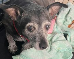 Woman abandons sweet senior dog outside on hottest day of the year