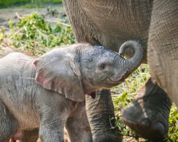 Zoo celebrates birth of endangered African elephant calf — welcome to the world
